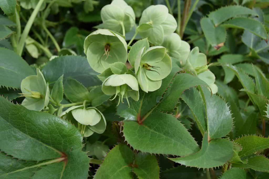 Helleborus x sternii ---